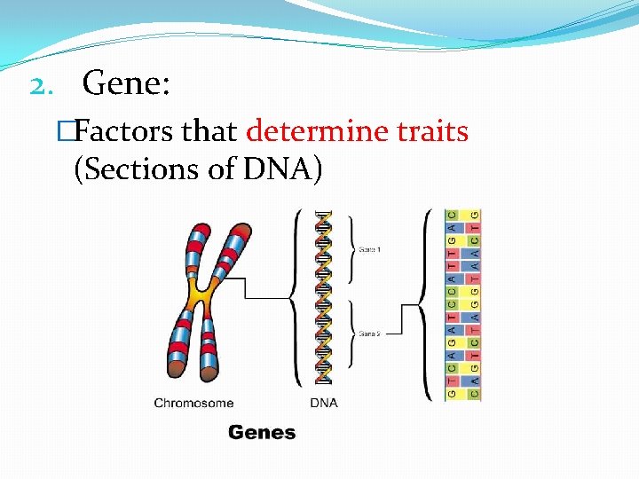 2. Gene: �Factors that determine traits (Sections of DNA) 