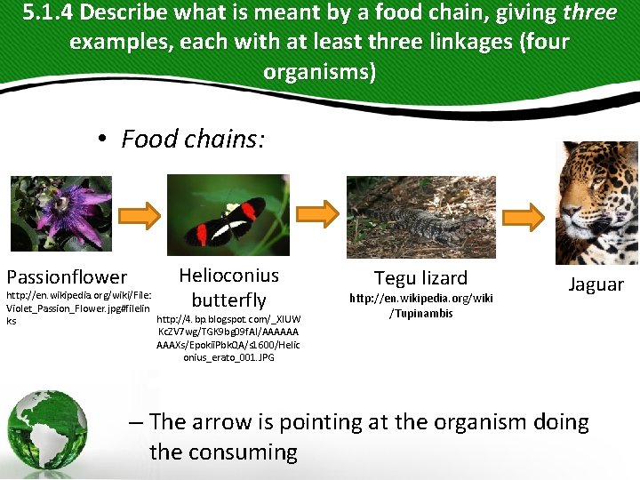 5. 1. 4 Describe what is meant by a food chain, giving three examples, 5. 1. 4 Describe what is meant by a food chain, giving three examples,