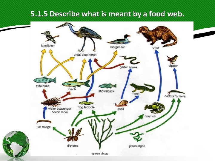 5. 1. 5 Describe what is meant by a food web. 5. 1. 5 Describe what is meant by a food web.