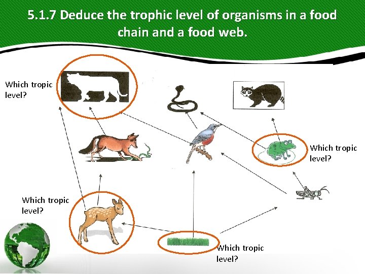 5. 1. 7 Deduce the trophic level of organisms in a food chain and 5. 1. 7 Deduce the trophic level of organisms in a food chain and