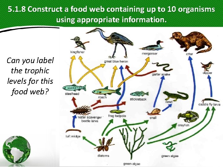 5. 1. 8 Construct a food web containing up to 10 organisms using appropriate 5. 1. 8 Construct a food web containing up to 10 organisms using appropriate