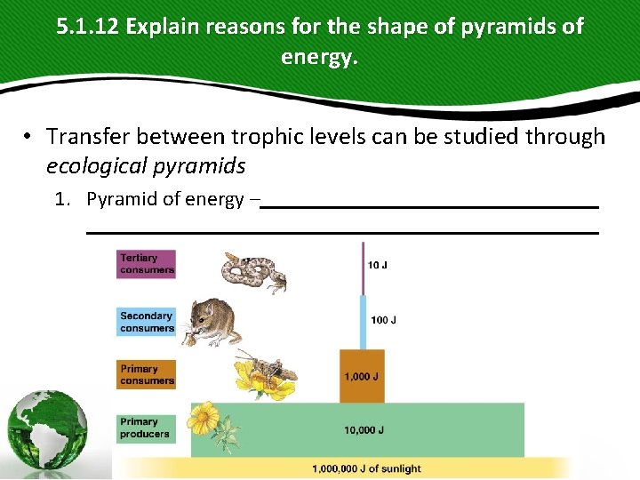 5. 1. 12 Explain reasons for the shape of pyramids of energy. • Transfer 5. 1. 12 Explain reasons for the shape of pyramids of energy. • Transfer