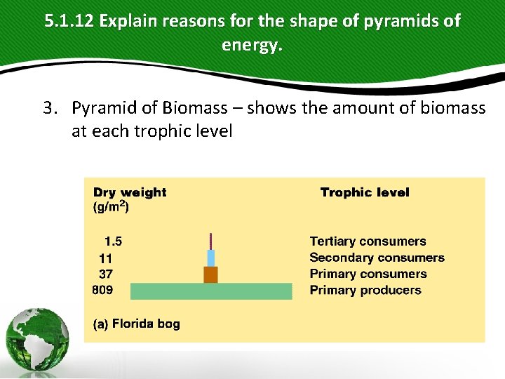 5. 1. 12 Explain reasons for the shape of pyramids of energy. 3. Pyramid 5. 1. 12 Explain reasons for the shape of pyramids of energy. 3. Pyramid