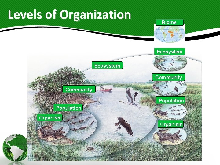 Levels of Organization Biome Ecosystem Community Population Organism Levels of Organization Biome Ecosystem Community Population Organism