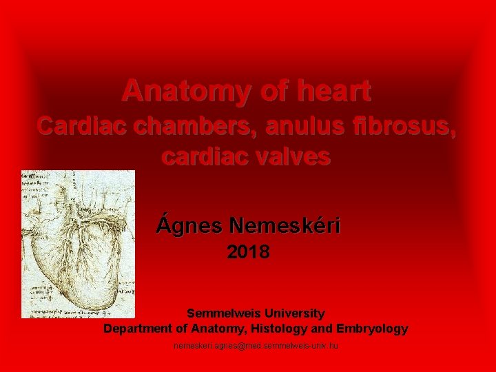 Anatomy of heart Cardiac chambers, anulus fibrosus, cardiac valves Ágnes Nemeskéri 2018 Semmelweis University