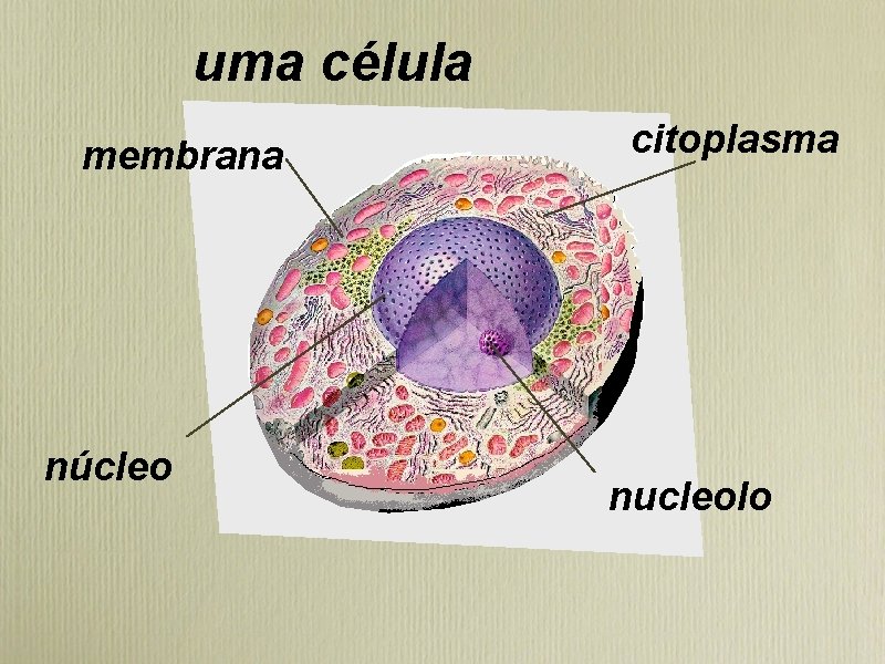 uma célula membrana núcleo citoplasma nucleolo 