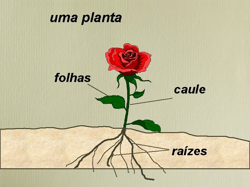 uma planta folhas caule raízes 