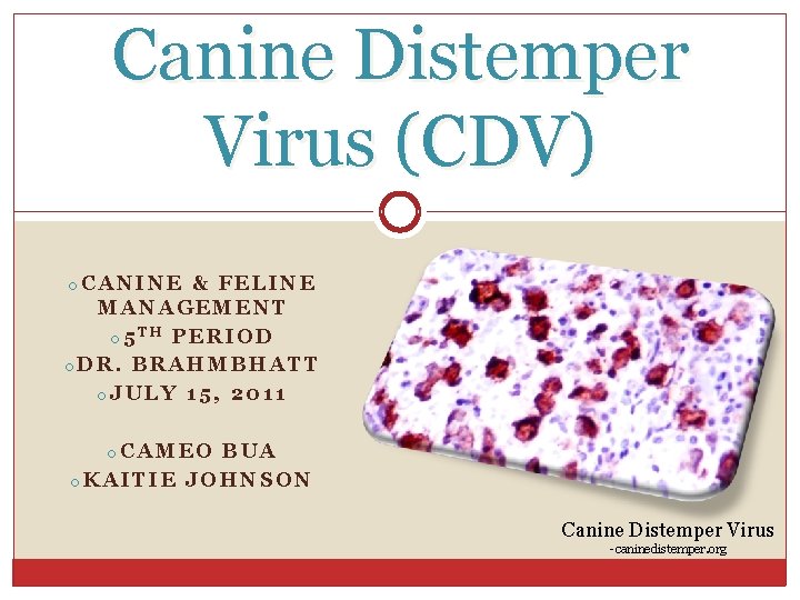 Canine Distemper Virus (CDV) o. CANINE & FELINE MANAGEMENT o 5 TH PERIOD o.