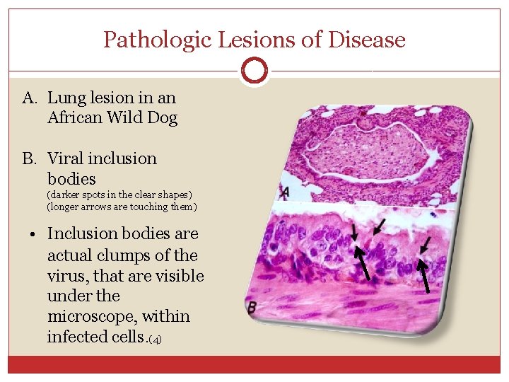 Pathologic Lesions of Disease A. Lung lesion in an African Wild Dog B. Viral