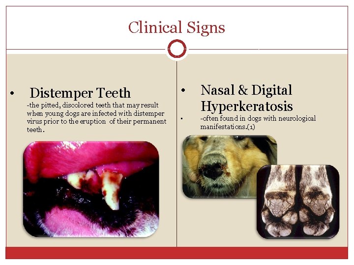 Clinical Signs • Distemper Teeth -the pitted, discolored teeth that may result when young