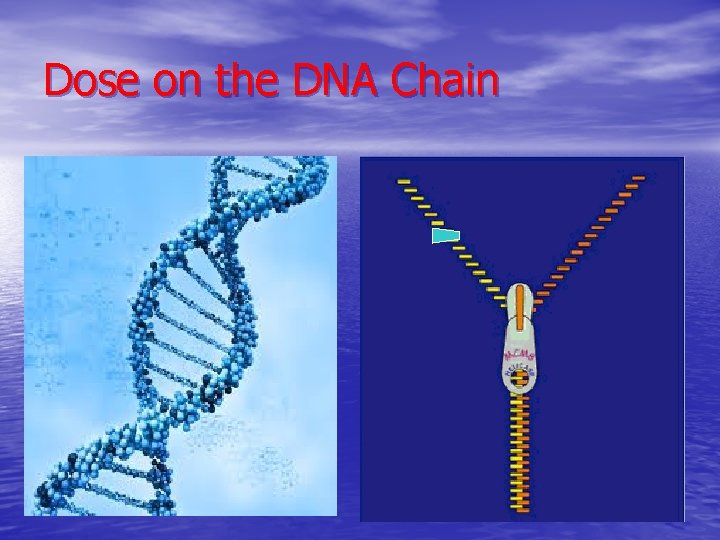 Dose on the DNA Chain 