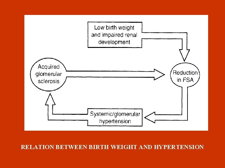 RELATION BETWEEN BIRTH WEIGHT AND HYPERTENSION 