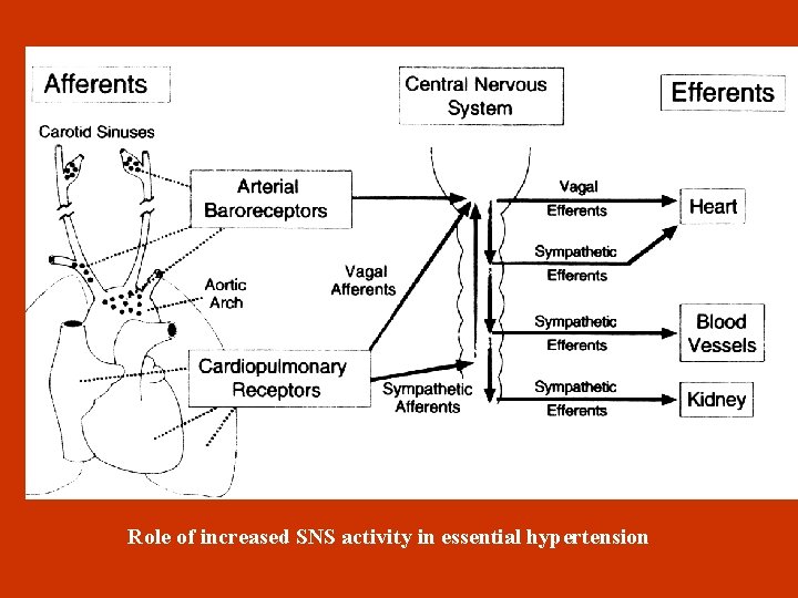  Role of increased SNS activity in essential hypertension 