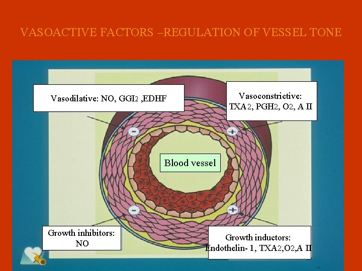 VASOACTIVE FACTORS –REGULATION OF VESSEL TONE Vasoconstrictive: TXA 2, PGH 2, O 2, A