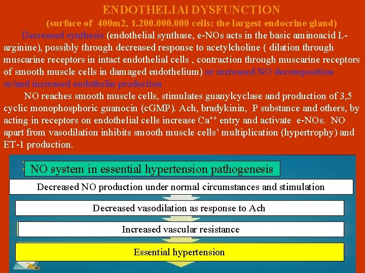 ENDOTHELIAl DYSFUNCTION (surface of 400 m 2, 1. 200. 000 cells: the largest endocrine