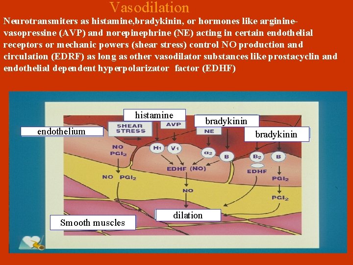 Vasodilation Neurotransmiters as histamine, bradykinin, or hormones like argininevasopressine (AVP) and norepinephrine (ΝΕ) acting