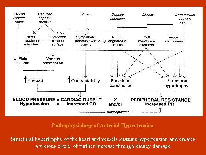  Pathophysiology of Arterial Hypertension Structural hypertrophy of the heart and vessels sustains hypertension