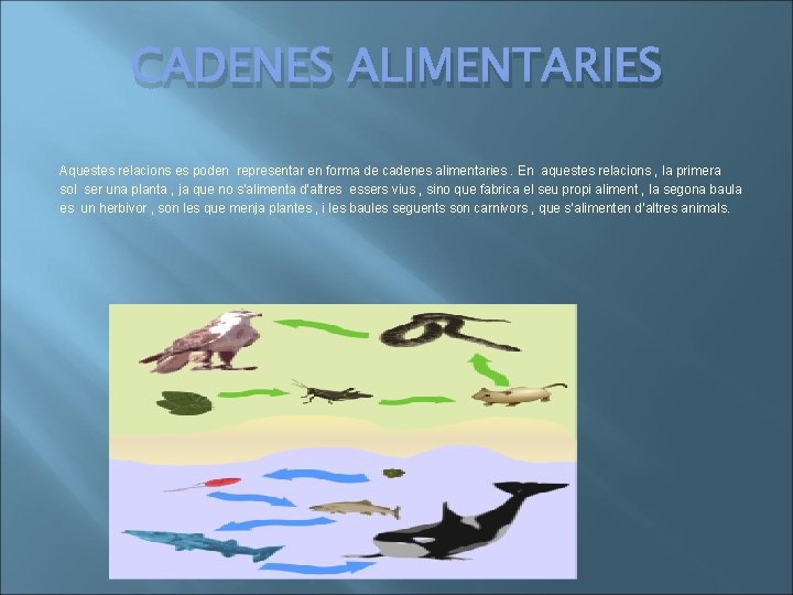 CADENES ALIMENTARIES Aquestes relacions es poden representar en forma de cadenes alimentaries. En aquestes