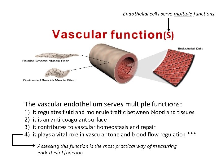 Endothelial cells serve multiple functions. (S) The vascular endothelium serves multiple functions: 1) 2)