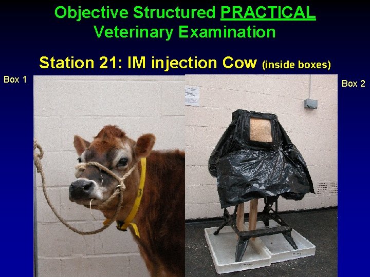 Objective Structured PRACTICAL Veterinary Examination Station 21: IM injection Cow (inside boxes) Box 1