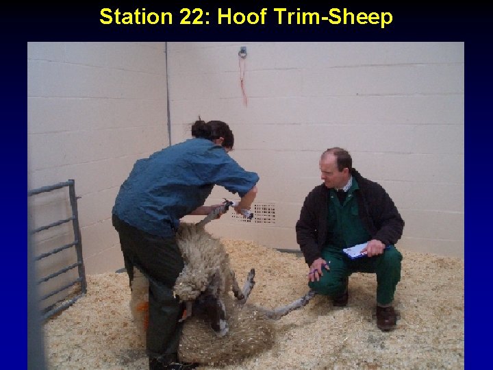 Station 22: Hoof Trim-Sheep 