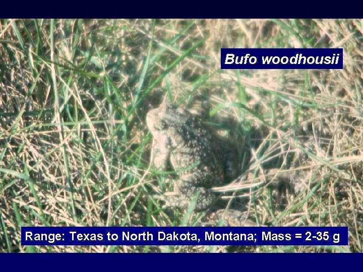 Bufo woodhousii Range: Texas to North Dakota, Montana; Mass = 2 -35 g 
