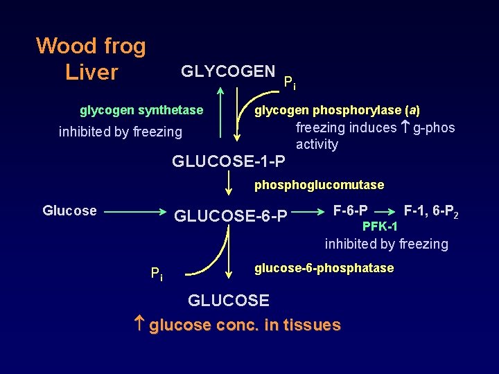 Wood frog Liver GLYCOGEN glycogen synthetase Pi glycogen phosphorylase (a) inhibited by freezing GLUCOSE-1