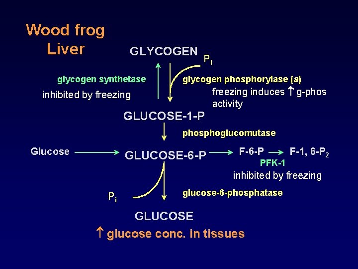 Wood frog Liver GLYCOGEN glycogen synthetase Pi glycogen phosphorylase (a) inhibited by freezing GLUCOSE-1