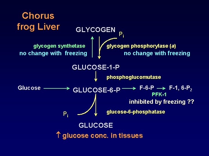 Chorus frog Liver GLYCOGEN glycogen synthetase Pi glycogen phosphorylase (a) no change with freezing