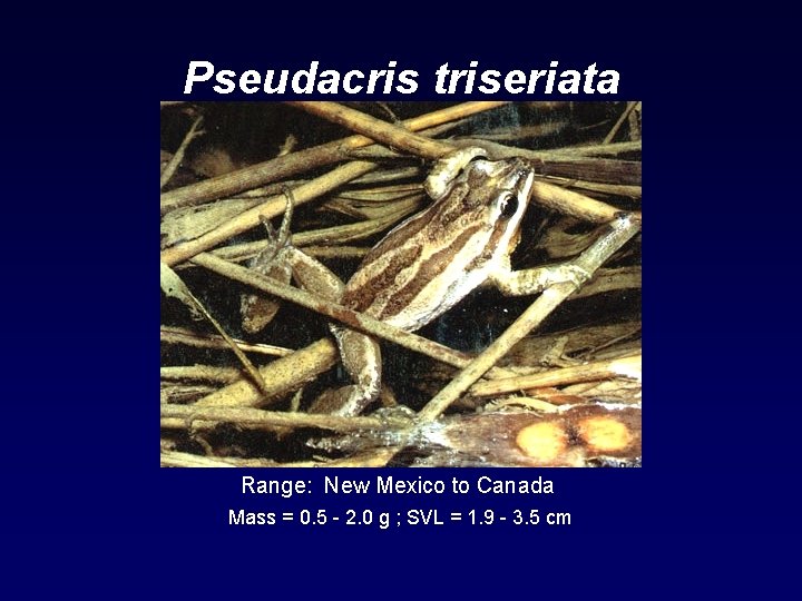 Pseudacris triseriata Range: New Mexico to Canada Mass = 0. 5 - 2. 0