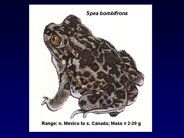 Spea bombifrons Range: n. Mexico to s. Canada; Mass = 2 -20 g 