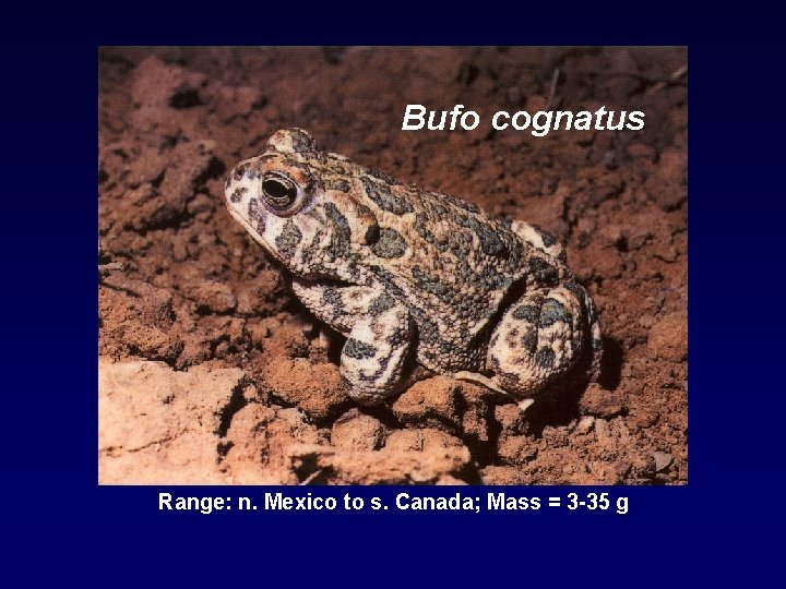 Bufo cognatus Range: n. Mexico to s. Canada; Mass = 3 -35 g 