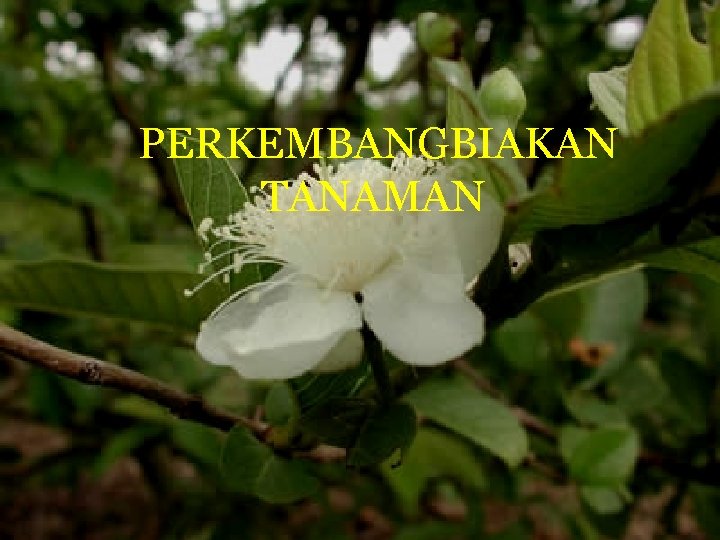 PERKEMBANGBIAKAN TANAMAN 