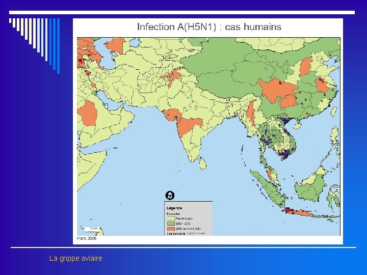 La grippe aviaire 