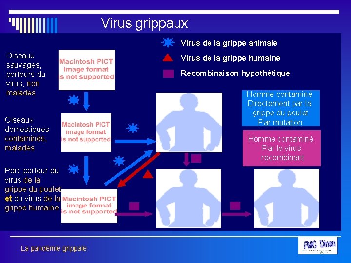 Virus grippaux Virus de la grippe animale Oiseaux sauvages, porteurs du virus, non malades