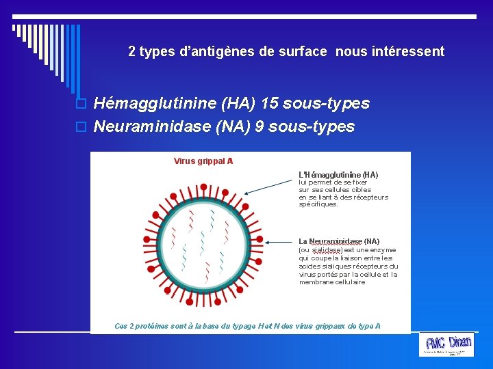 2 types d’antigènes de surface nous intéressent o Hémagglutinine (HA) 15 sous-types o Neuraminidase