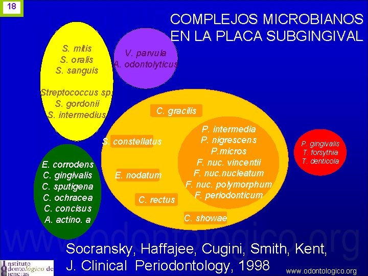 18 COMPLEJOS MICROBIANOS EN LA PLACA SUBGINGIVAL S. mitis S. oralis S. sanguis V.