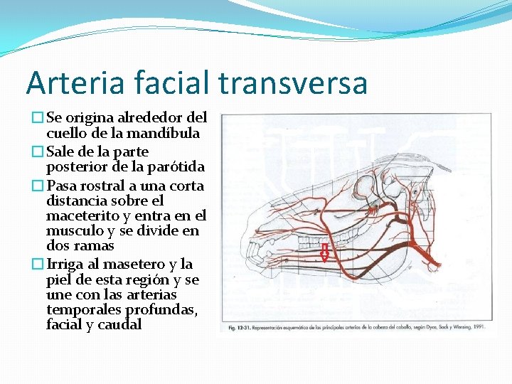 Arteria facial transversa �Se origina alrededor del cuello de la mandíbula �Sale de la
