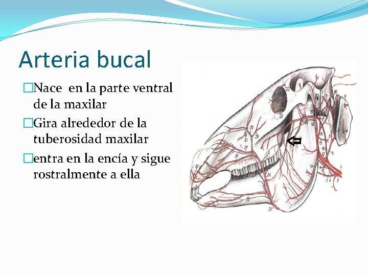 Arteria bucal �Nace en la parte ventral de la maxilar �Gira alrededor de la