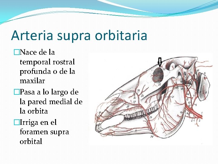 Arteria supra orbitaria �Nace de la temporal rostral profunda o de la maxilar �Pasa