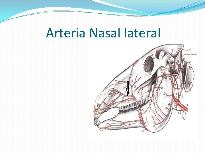 Arteria Nasal lateral 