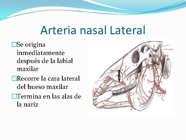 Arteria nasal Lateral �Se origina inmediatamente después de la labial maxilar �Recorre la cara