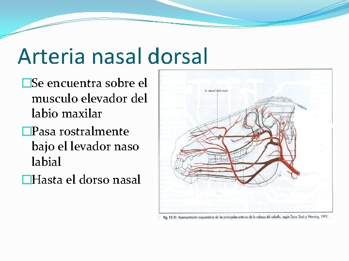 Arteria nasal dorsal �Se encuentra sobre el musculo elevador del labio maxilar �Pasa rostralmente
