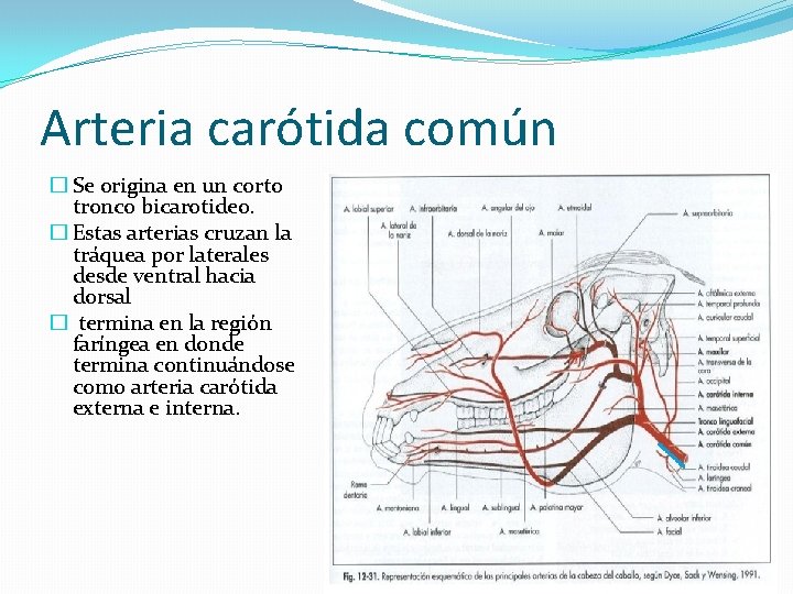 Arteria carótida común � Se origina en un corto tronco bicarotideo. � Estas arterias