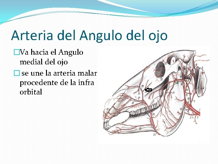 Arteria del Angulo del ojo �Va hacia el Angulo medial del ojo � se