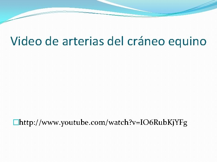 Video de arterias del cráneo equino �http: //www. youtube. com/watch? v=IO 6 Rub. Kj.