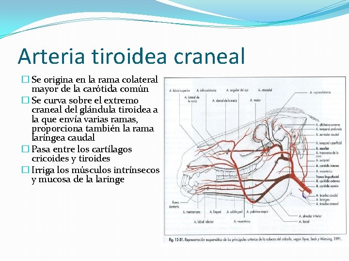 Arteria tiroidea craneal � Se origina en la rama colateral mayor de la carótida