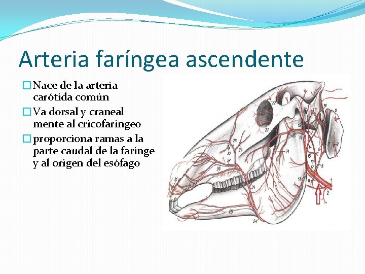 Arteria faríngea ascendente �Nace de la arteria carótida común �Va dorsal y craneal mente