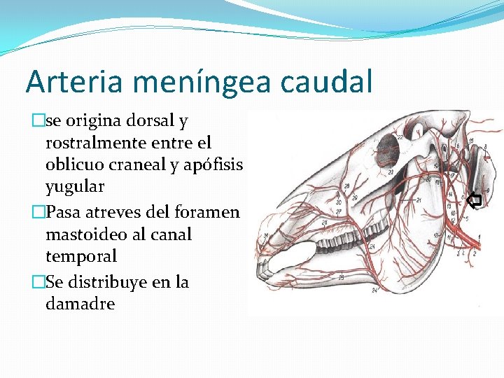 Arteria meníngea caudal �se origina dorsal y rostralmente entre el oblicuo craneal y apófisis