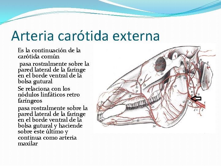 Arteria carótida externa Es la continuación de la carótida común pasa rostralmente sobre la